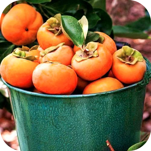 Саженцы Хурмы "Говерла" > фото, описание Саженцы Хурмы "Говерла" > фото, описание